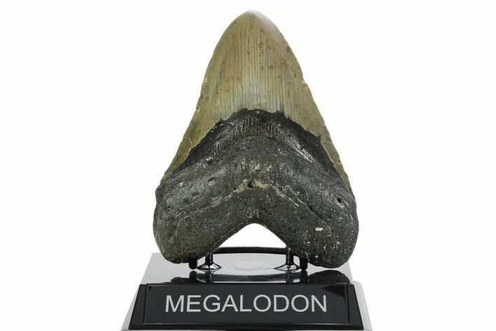 Fossil Megalodon Tooth - North Carolina #352412